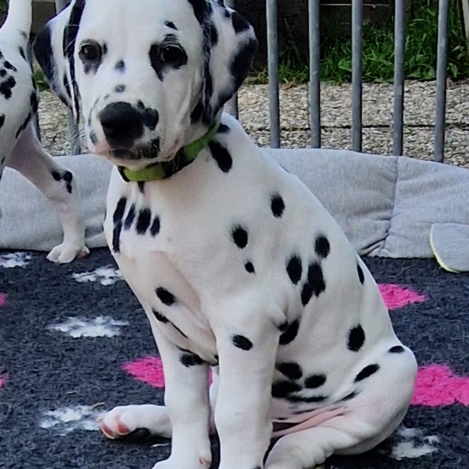 G-Wurf Puppy - Oscar