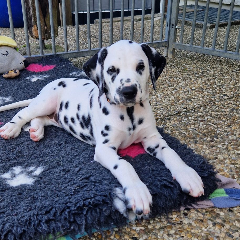 G-Wurf Puppy - Sansa