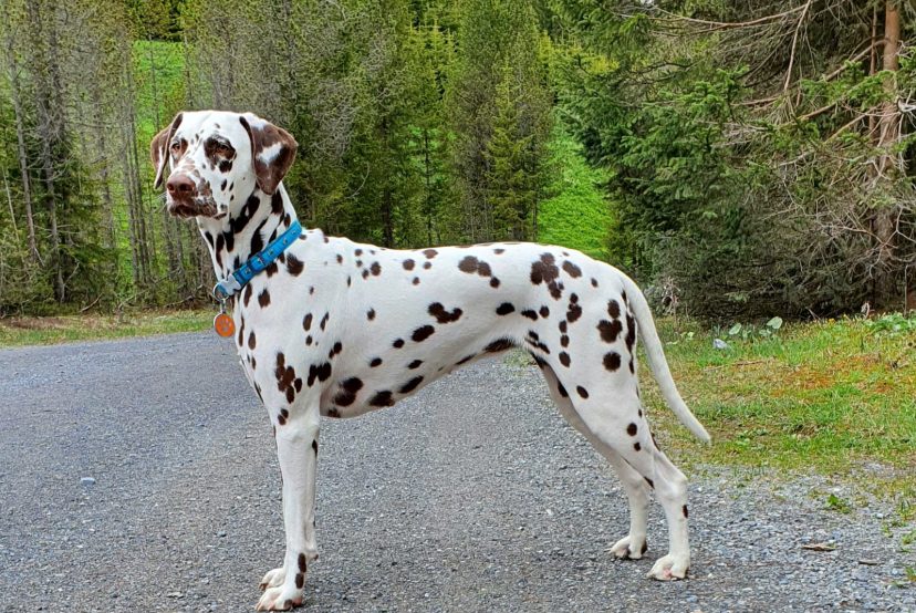 RemasterDirector_5122f8b34