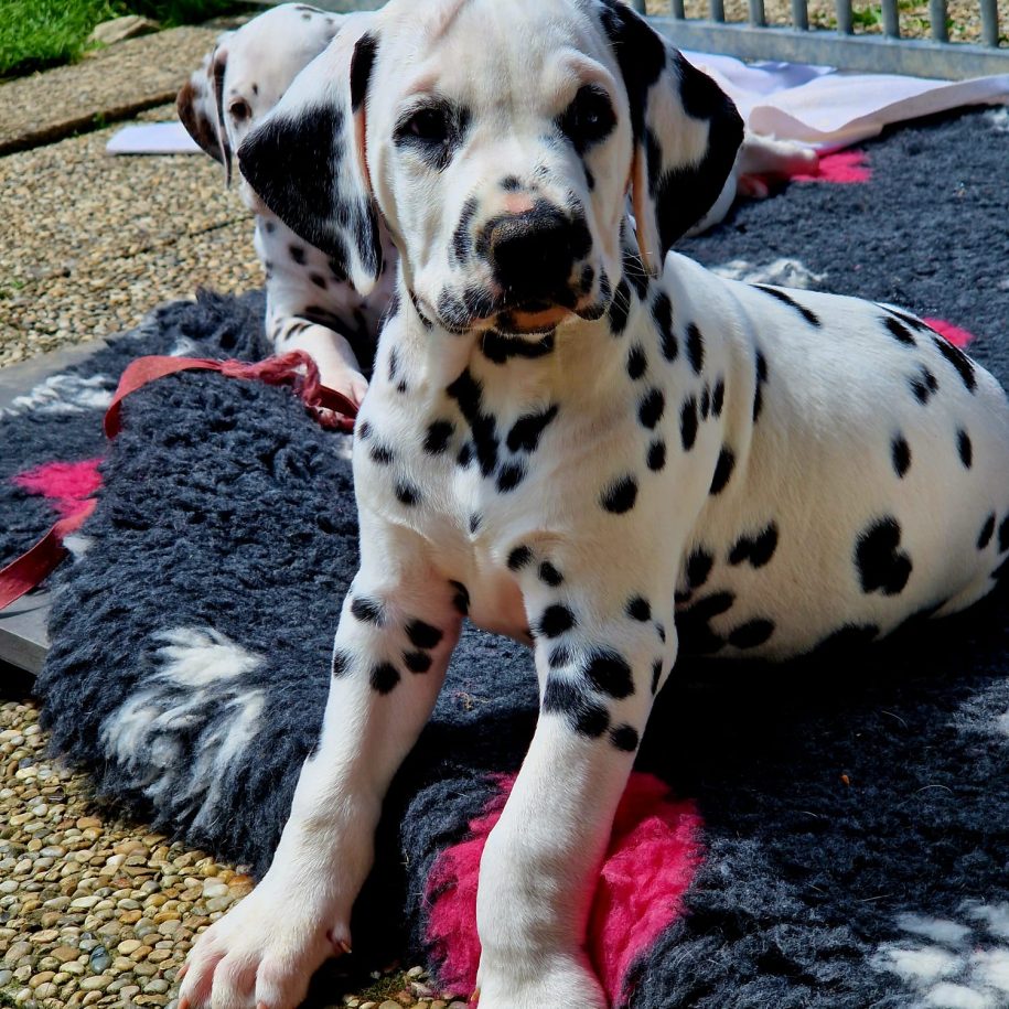 Pongo